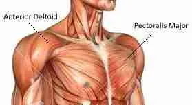 Tips To Build Huge Chest Muscles Fast