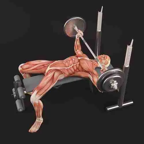 Chest Workouts For Building Chest Muscle Mass
