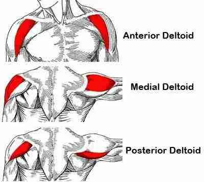 Anatomy Shoulder And Gaining Deltoids Muscles