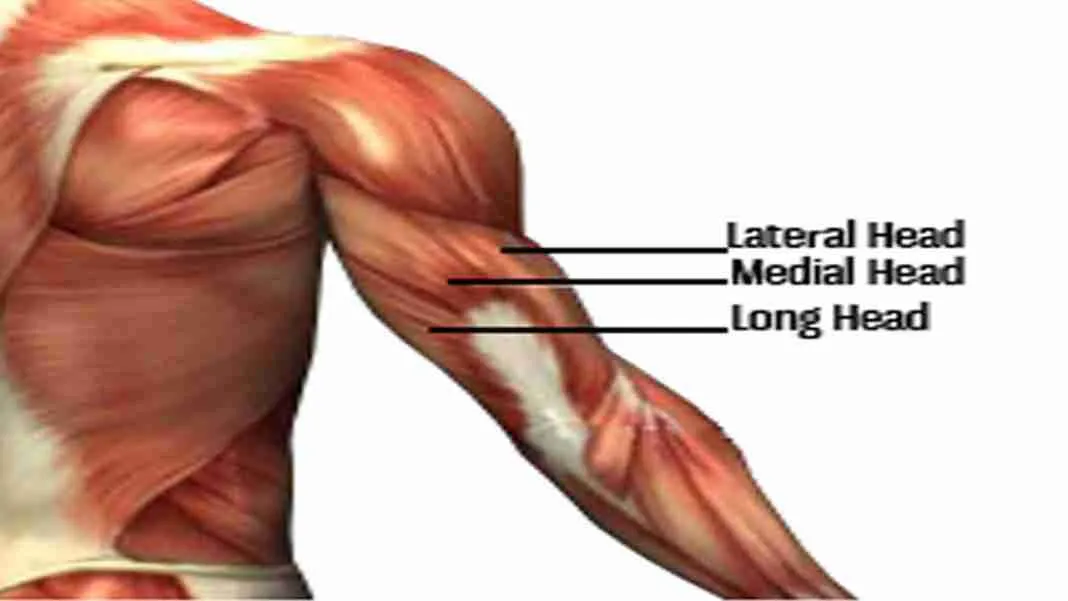 Recommended Best Exercise For Triceps