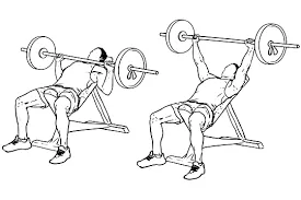 Incline bench press to target upper chest muscles