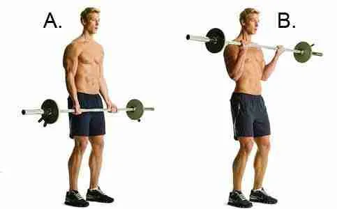 Standing Barbell Curls