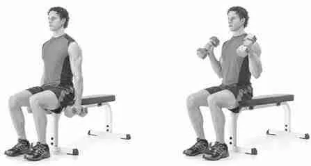 Seated Hammer Curls