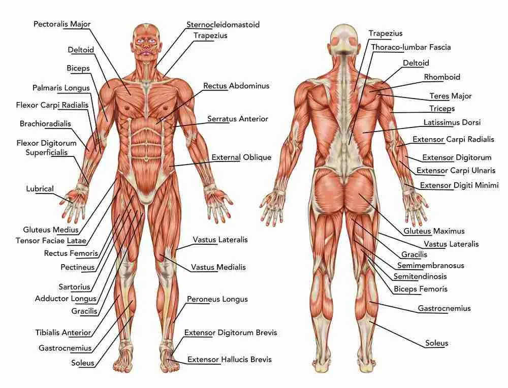 Major Muscle Groups To Workout